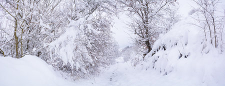 Beautiful winter landscape with snow-covered trees after snowfall