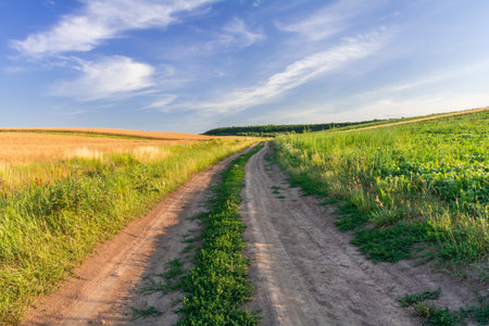 A field road between the slopes of the fields of agricultural cropsの写真素材
