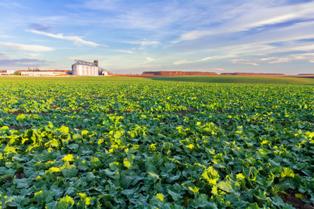 Green field of young rapeseed shoots and a new grain elevator on the horizonの写真素材