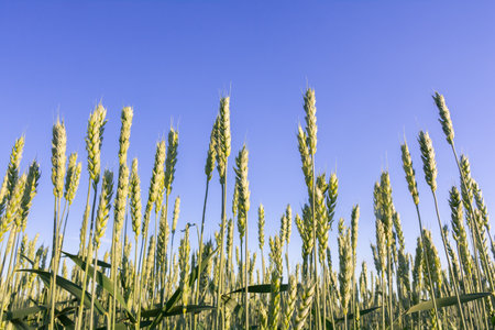 Young green ears of wheat on the background of the blue skyの写真素材