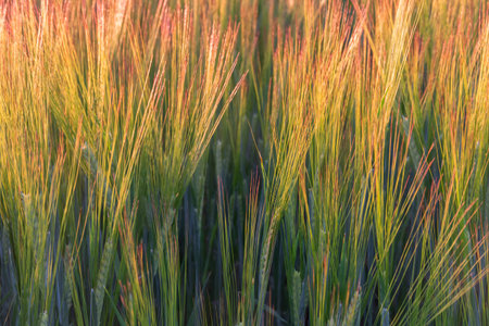 Background from shiny ripening spikelets of barleyの写真素材