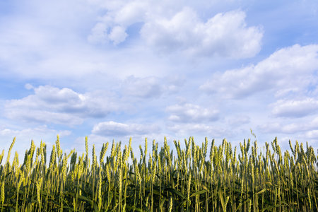 Young green ears of wheat on the background of a blue sky with cloudsの写真素材
