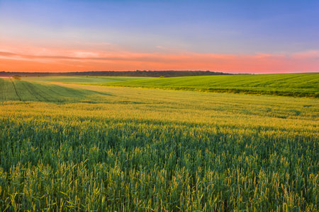 Sunset over a field of young shoots of wheat