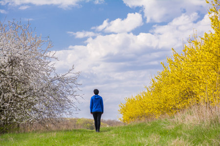 <p>A woman in a blue jacket walks along the path along the trees and bushes of the spring flowering garden</p>の写真素材