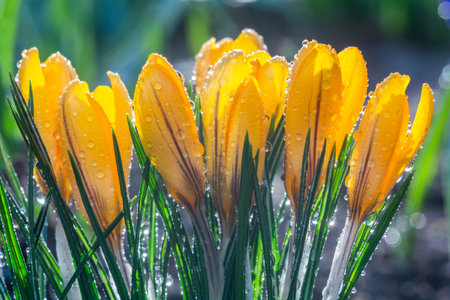 Beautiful yellow crocus flowers in water drops growing in the gardenの写真素材