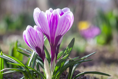 Beautiful spring decorative flowers of violet crocuses blooming in the gardenの写真素材