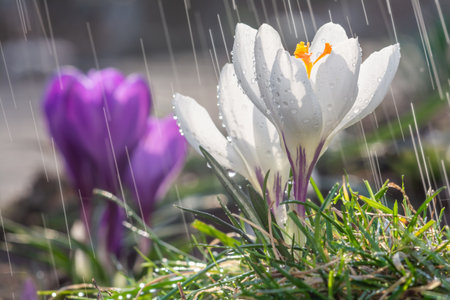 Beautiful spring crocus flowers in the rainの写真素材