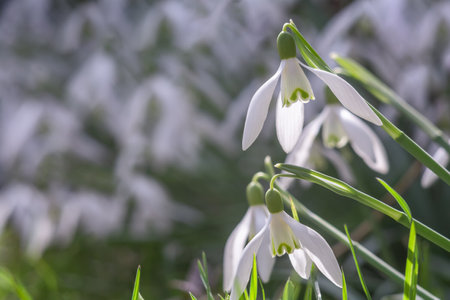 Beautiful flowers of white snowdrops bloom in springの写真素材