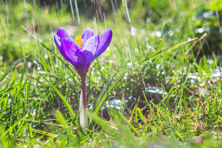 Beautiful blue purple crocus flower in green grass during rainの写真素材