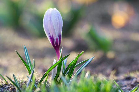 A bud of a white-purple crocus illuminated by sunlight grows in a flower gardenの写真素材