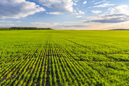 Green field of cereal crops and blue sky with clouds. Young green sprouts of wheat grow in rows in a fieldの写真素材