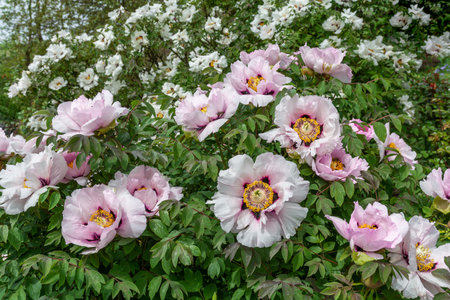 Beautiful pink flowers of tree peony bloom on bushes in the parkの写真素材