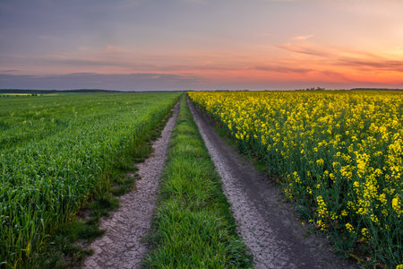Field road between fields of flowering rapeseed and wheat. A picturesque view of the sky in the evening colors of the sunsetの写真素材