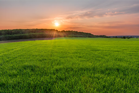 Amazing sunset over forest in green fieldの写真素材