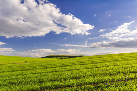 Green field of young shoots of wheat with a forest on the horizon and a blue sky with cloudsの写真素材
