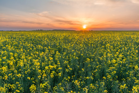 A wonderful sunset over a field of blooming rapeseed