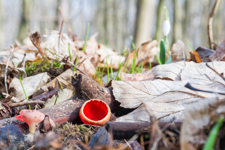 The early spring edible mushroom Sarcoscypha coccinea, commonly known as the scarlet elf cup, grows in the forest among branches and fallen leaves. In the foreground is a white snowdrop flowerの写真素材
