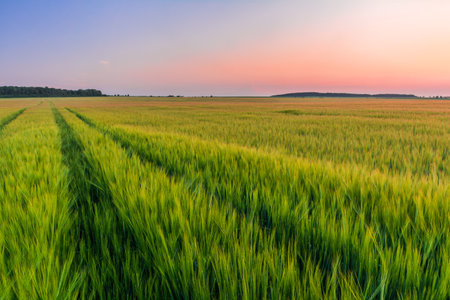 Green field of young barley and sky in sunset colorsの写真素材