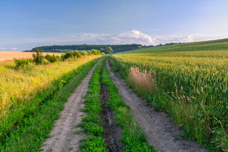 Field road between fields of agricultural cropsの写真素材