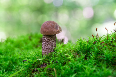 A young edible mushroom leccinum scabrum grows in the forest among mossesの写真素材