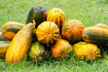 Harvest of colorful ripe pumpkins stacked on green grassの写真素材