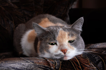 Tricolor pussy with green eyes is lying on the sofaの写真素材
