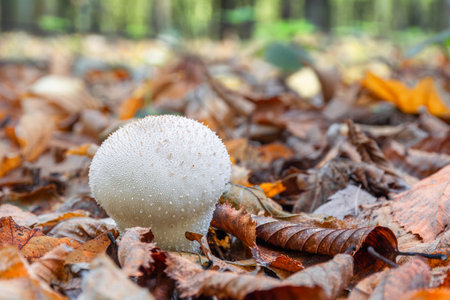 Young mushroom Lycoperdon perlatum grows in the forest among fallen leavesの写真素材