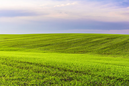 Scenic landscape view of a hill of a green field of young wheat sprouts against a background of a blue sky with cloudsの写真素材