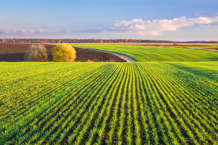 Green sprouts of wheat grow in rows on the hilly terrain of agricultural fields. Picturesque autumn landscape in evening colorsの写真素材