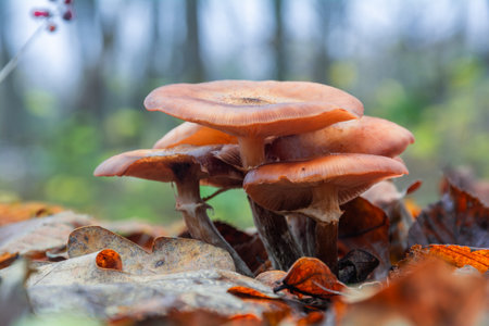 Wild honey agaric mushrooms armillaria mellea grow in the forestの写真素材