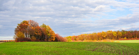 Scenic autumn landscape with a group of trees in autumn colors and an autumn forest on the horizon. A green field of young wheat sprouts in the foreground. Panoramic viewの写真素材