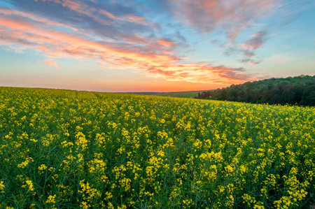 An amazing sunset over a field of blooming rapeseed