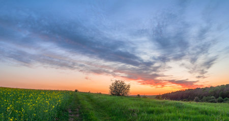 An amazing sky in the colors of the sunset at the edge of a blooming rape fieldの写真素材