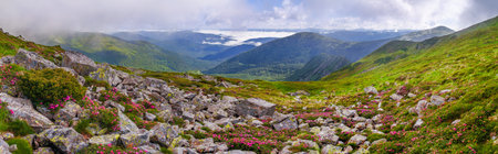 A wonderful mountain landscape with pink rhododendron flowers and a sea of fog in the distance. Panoramic view. Ukrainian Carpathians, Chornohora ridgeの写真素材
