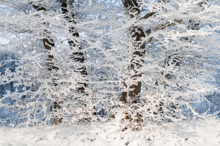 Frost-covered tree branches on a sunny winter dayの写真素材