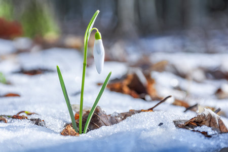 A beautiful early spring white snowdrop flower grows in the forest among the snow. Nature awakening conceptの写真素材