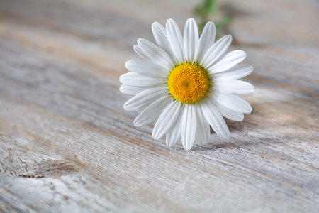 Beautiful white chamomile flower on a wooden backgroundの写真素材