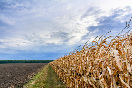 Ripe corn field and plowed field. A field road between the fields leads to the forest