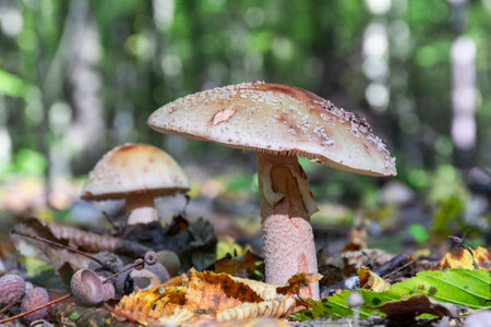 Young mushrooms grow in the forest. Delicious edible mushroom Amanita rubescens, or the blushing...