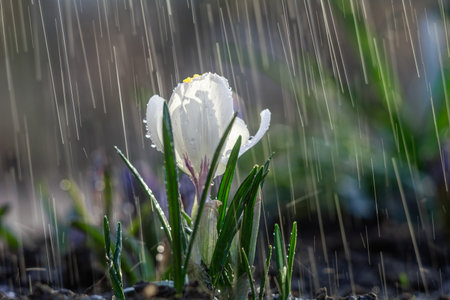 Beautiful white crocus flower in spring rain