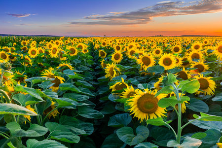 Evening Freshness: A Sunflower Field Landscape at Sunset