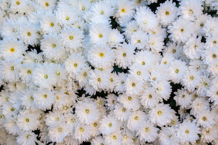 White Chrysanthemums: A Delicate Floral Background Texture