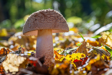 Edible mushroom Amanita rubescens (Blusher) in autumn forestの写真素材