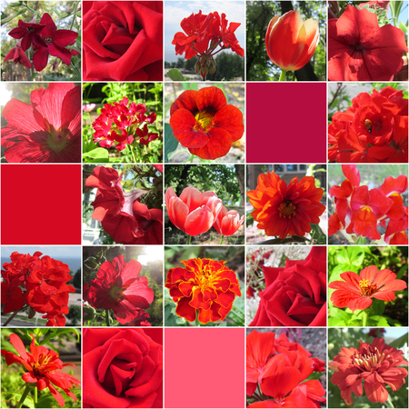 Collage with different red flowers. Floral collection.の写真素材
