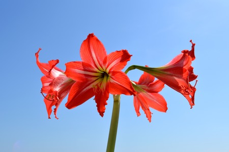 Amaryllis (Hippeastrum). Beautiful red flowers against blue sky.の写真素材