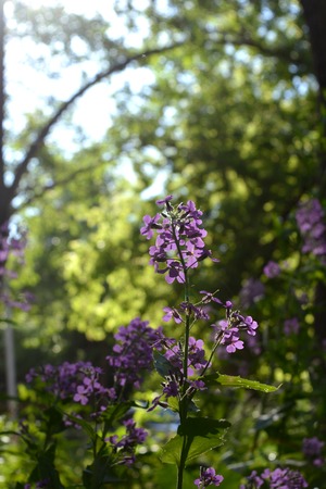 Blooming matthiola - beautiful smelling flowers. Spring garden.