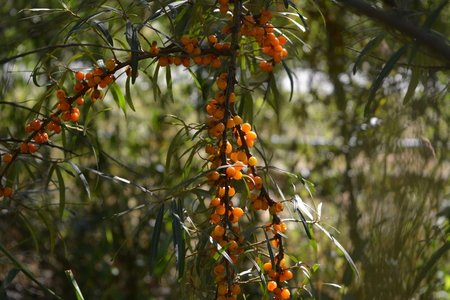 Sea buckthorn. Branches with ripe orange berries.
