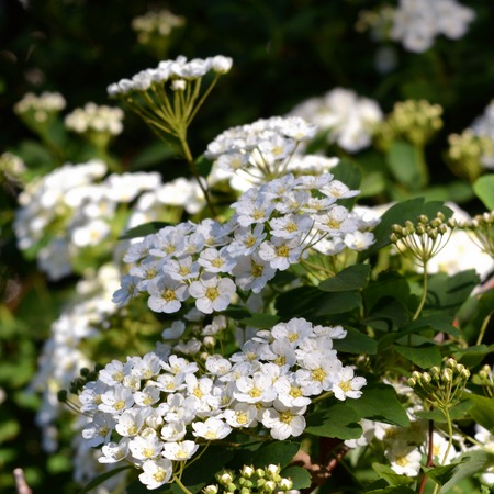 Blooming bush of spirea. Beautiful white flowers.