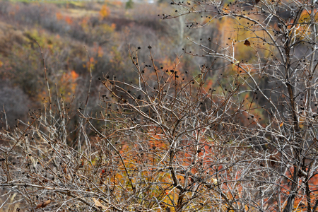 Autumn scene. Graceful branches on the background of blurred trees with bright leaves in the forest.の写真素材