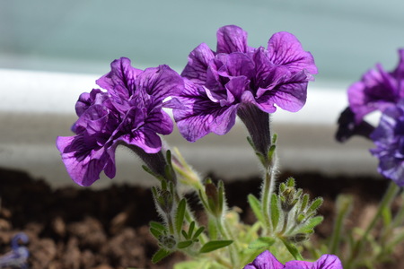 Beautiful violet flowers of terry petunia in pot. Balcony greening.の写真素材